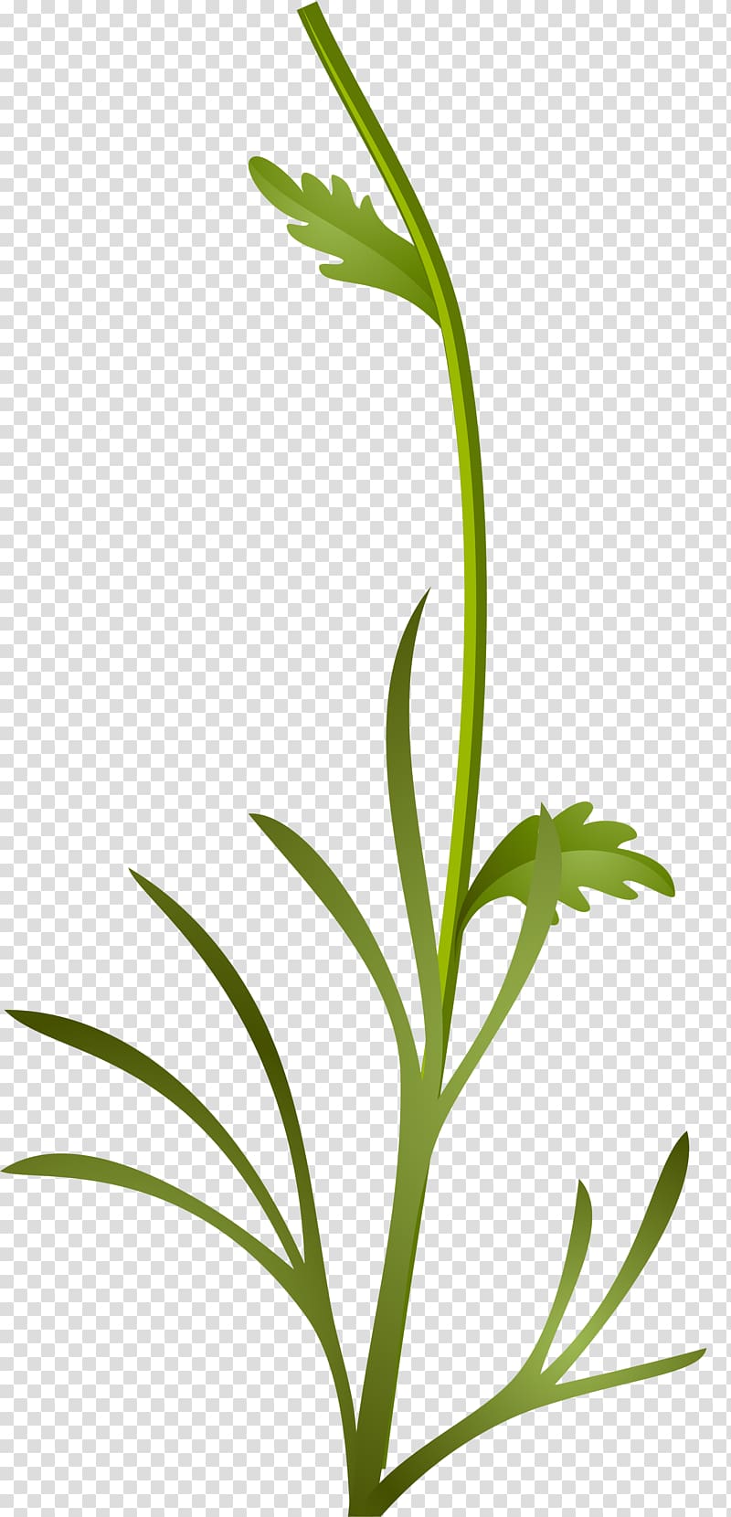 Grasses Sweet Grass Plant stem Leaf, plant transparent background PNG clipart