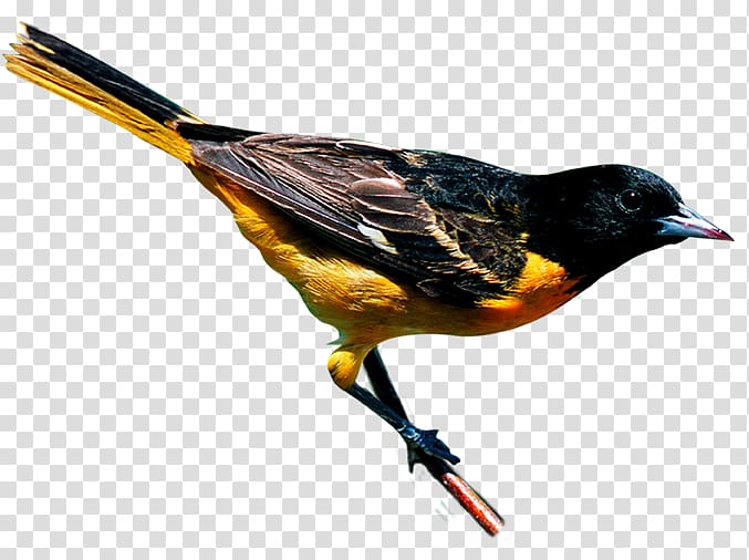 New York City Bird Finch Yellow-throated warbler Baltimore oriole, Bird transparent background PNG clipart