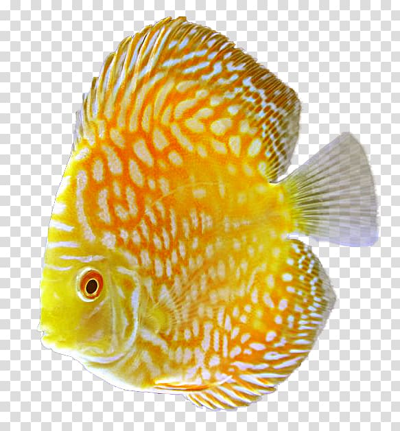 yellow and white fish , Discus Goldfish Tropical fish, Aquarium transparent background PNG clipart