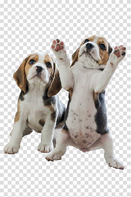 two white-and-brown puppies, Pocket Beagle Puppy Your beagle Beagles, Two stood puppy transparent background PNG clipart