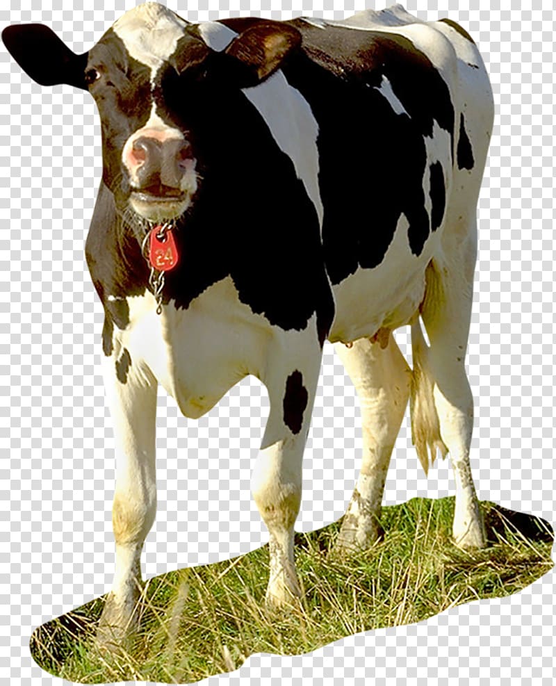 Dairy cattle Baka Calf Taurine cattle Holstein Friesian cattle, bull transparent background PNG clipart