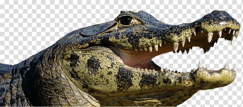 American alligator Ocelot Amazon rainforest Spectacled caiman Nile crocodile, open mouth transparent background PNG clipart