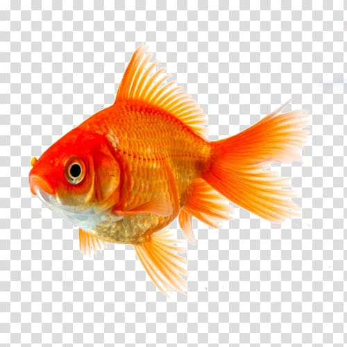 Goldfish Koi Siamese fighting fish , fish transparent background PNG clipart