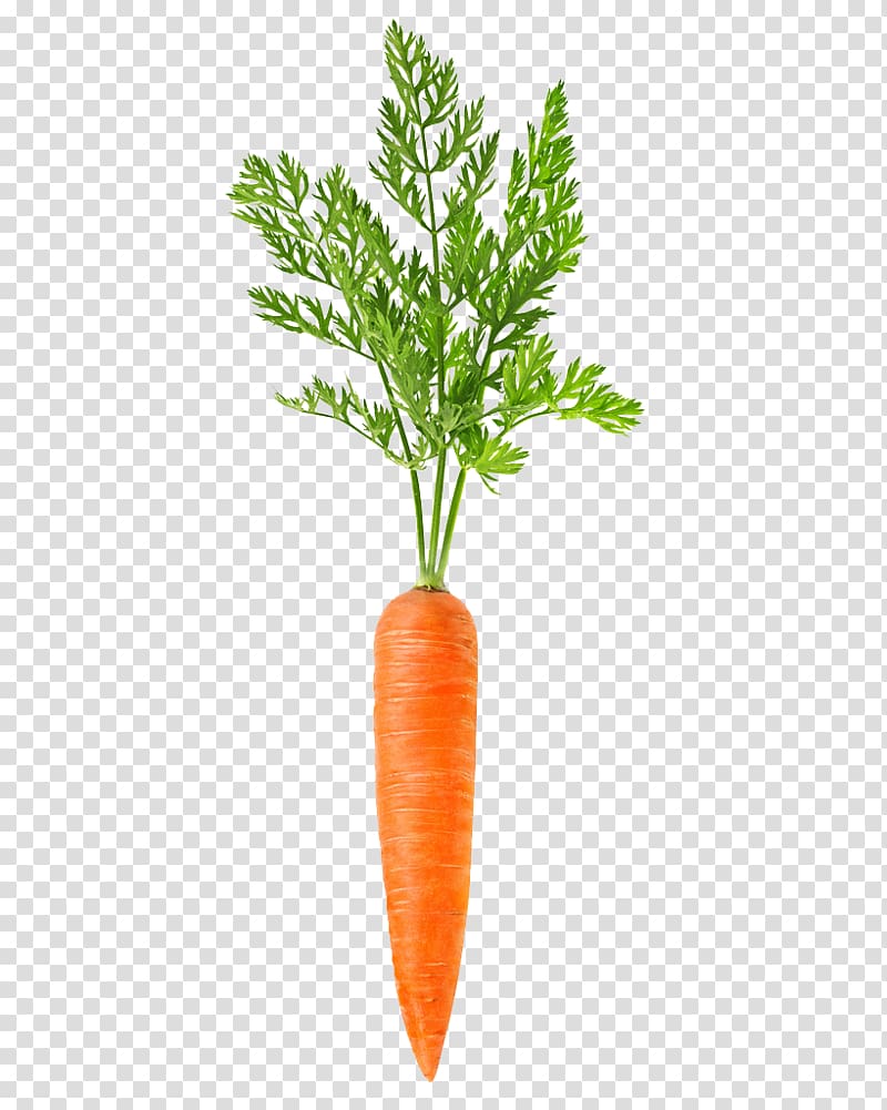 Carrot, carrot transparent background PNG clipart