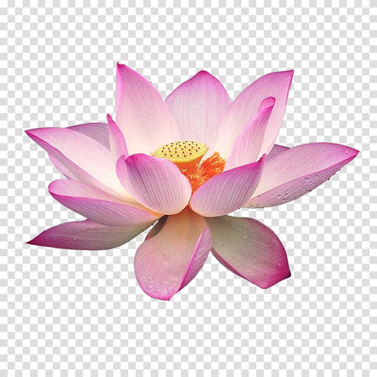 Nelumbo nucifera , Lotus transparent background PNG clipart