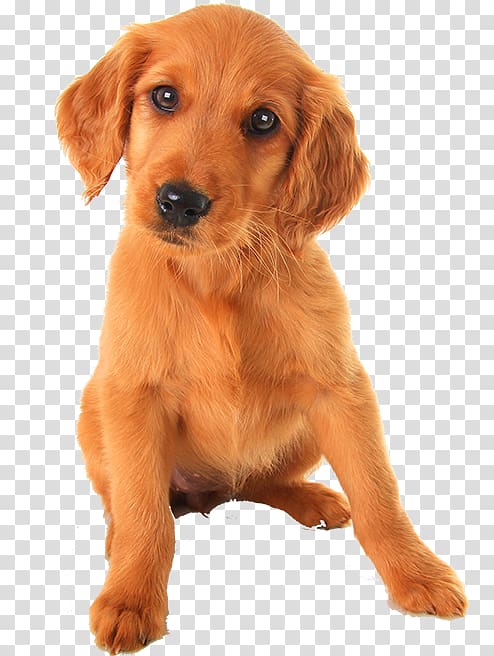 Puppy Irish Setter Golden Retriever Yorkshire Terrier Labrador Retriever, puppy transparent background PNG clipart