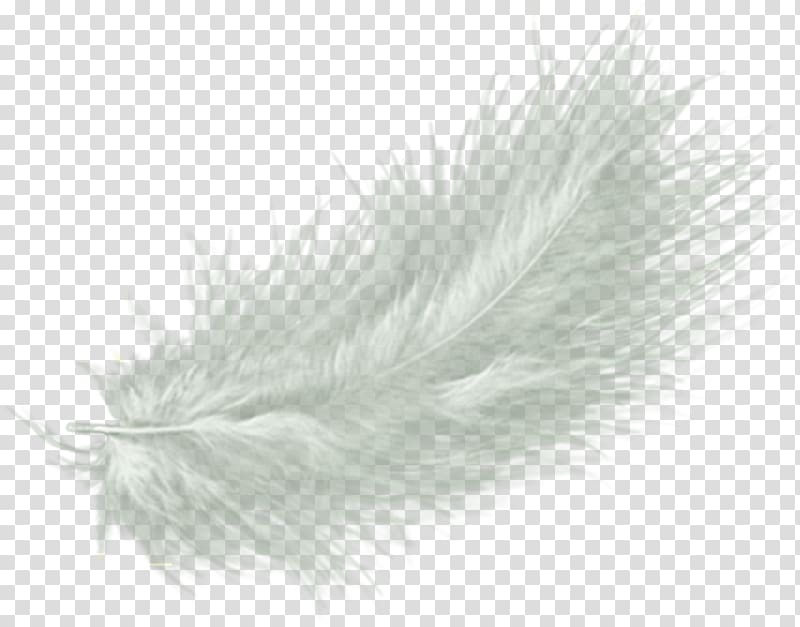 Feather Drawing , feather transparent background PNG clipart