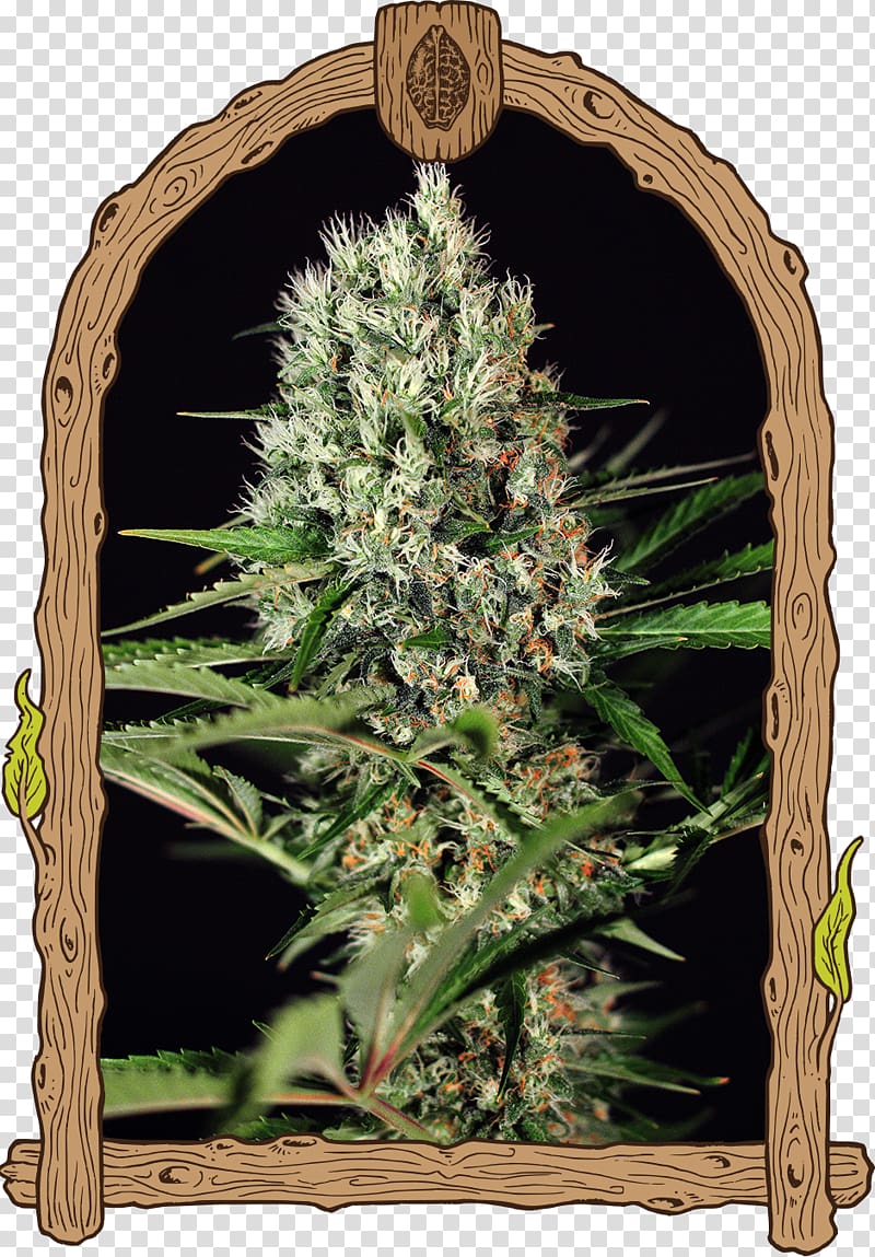 Kush Seed company Seed bank Genetics, cannabis transparent background PNG clipart