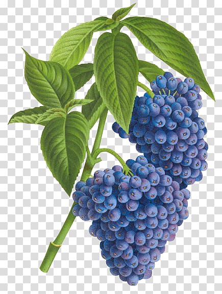 Ghent Blueberry Tea Psychotria cyanococca Psychotria cyanocarpa, blueberry transparent background PNG clipart