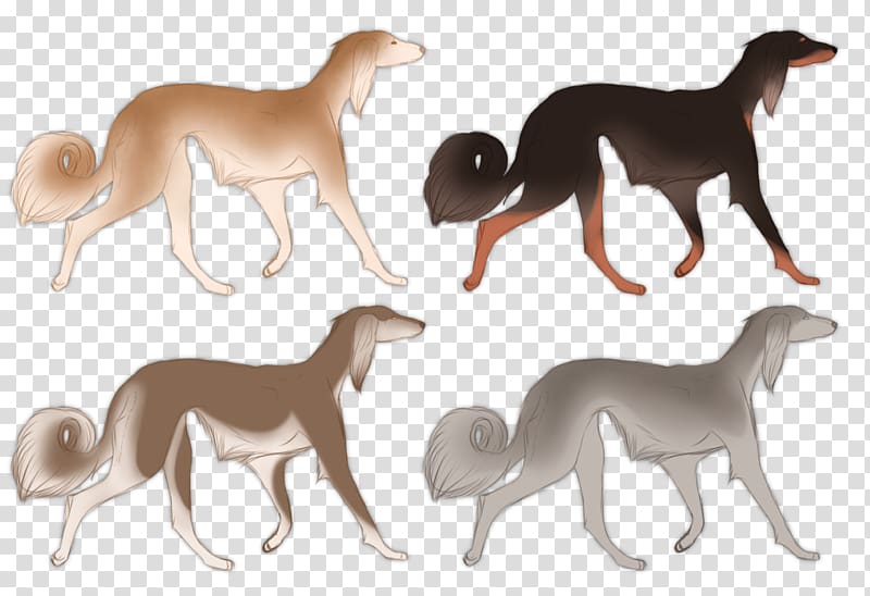 Italian Greyhound Whippet Sloughi Saluki Dog breed, german shepherd border collie mix transparent background PNG clipart