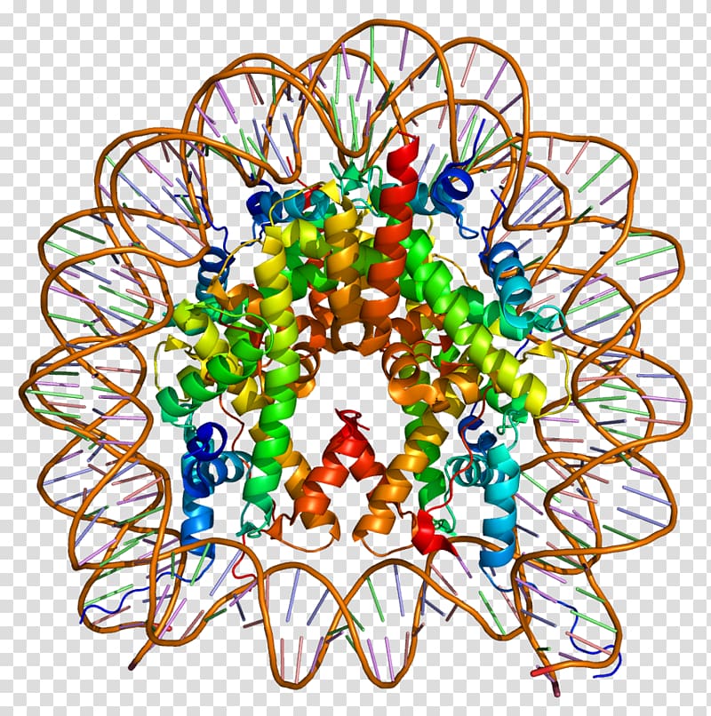 H2AFZ Histone H2A Nucleosome Histone code, others transparent background PNG clipart