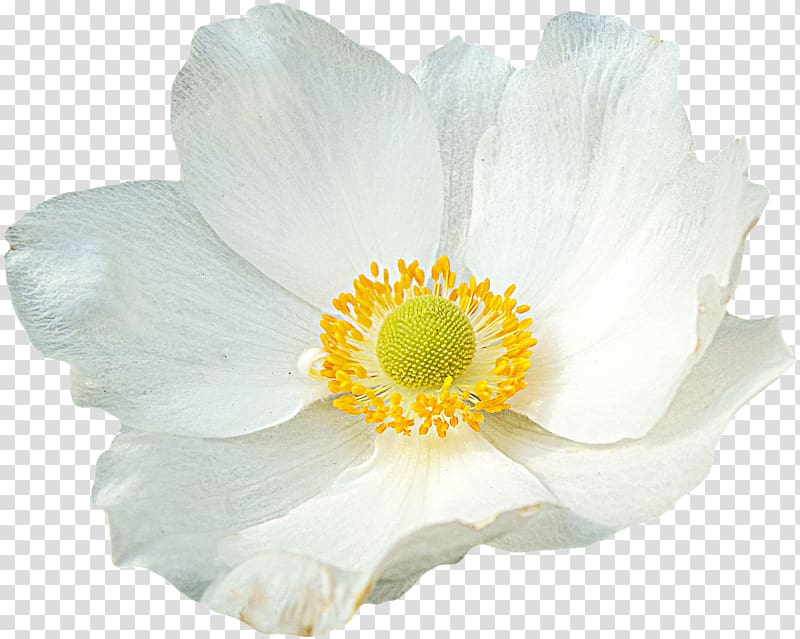 Flower Petal Nelumbo nucifera, gazania transparent background PNG clipart