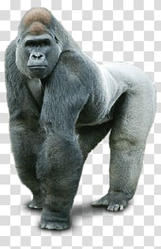gray gorilla , Gorilla Silver Back transparent background PNG clipart