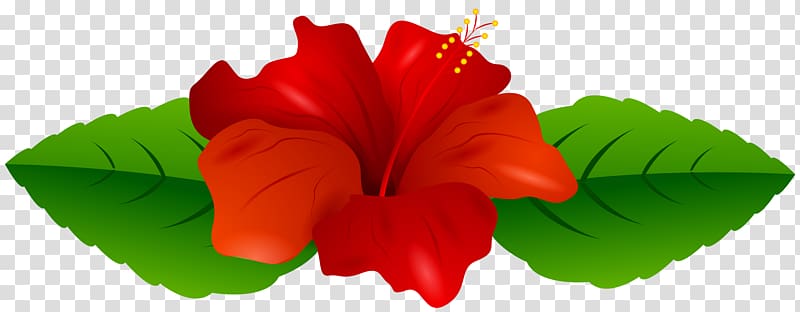 red hibiscus, Shoeblackplant , Red Hibiscus transparent background PNG clipart