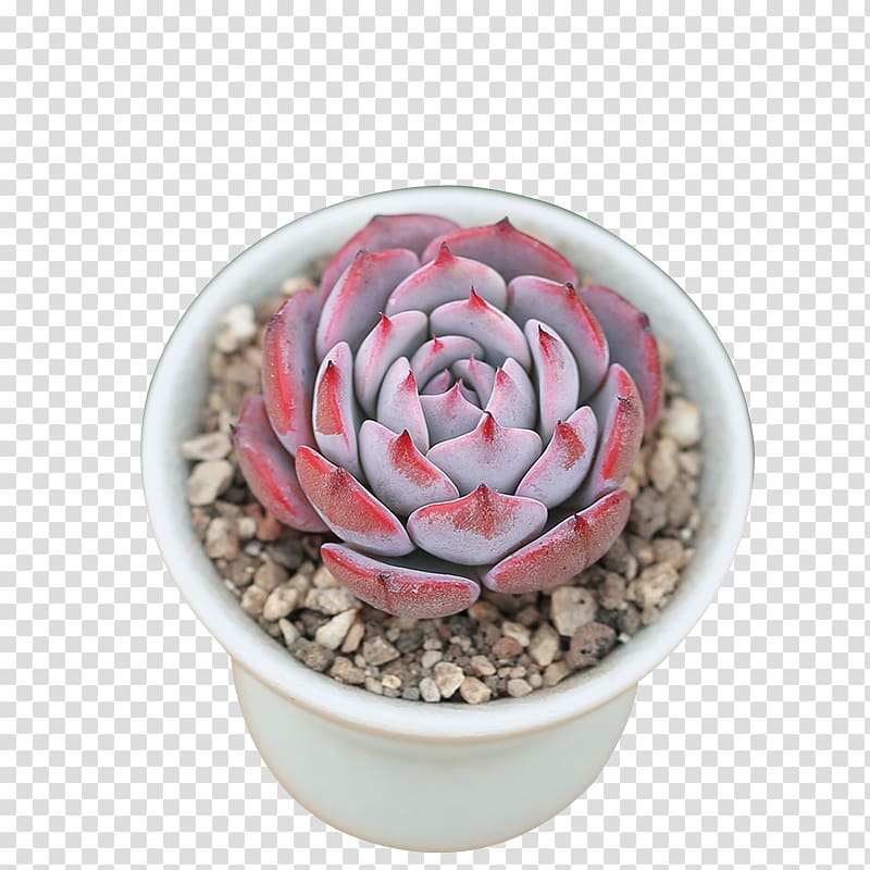 Flowerpot Citroën Cactus M Cactaceae, flower transparent background PNG clipart