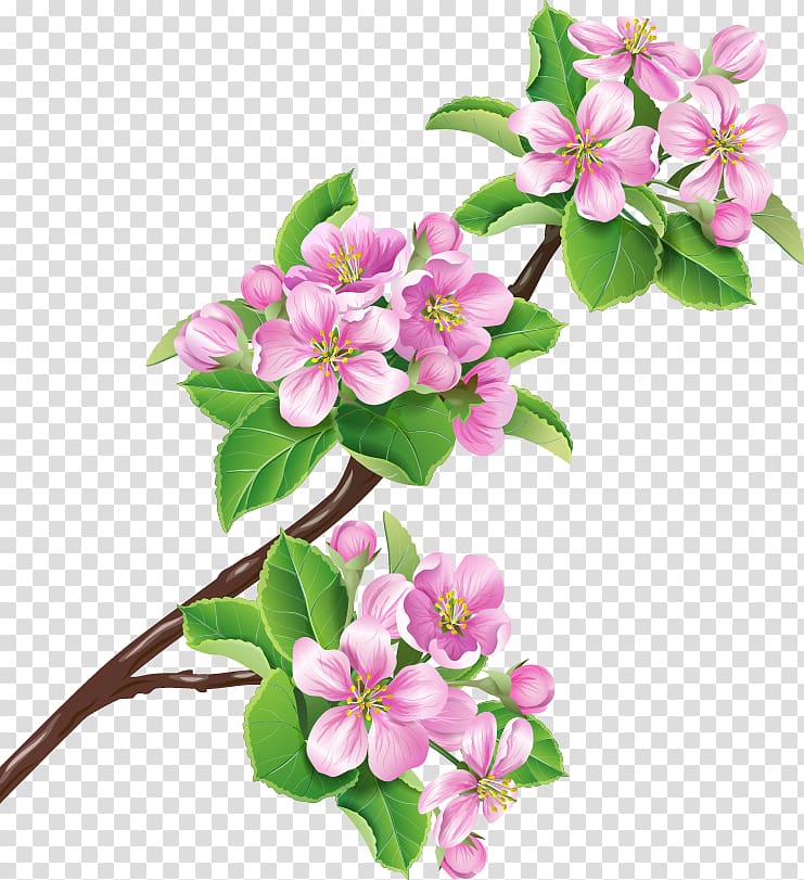 Flower Branch Blossom illustration, Cherry blossoms transparent background PNG clipart