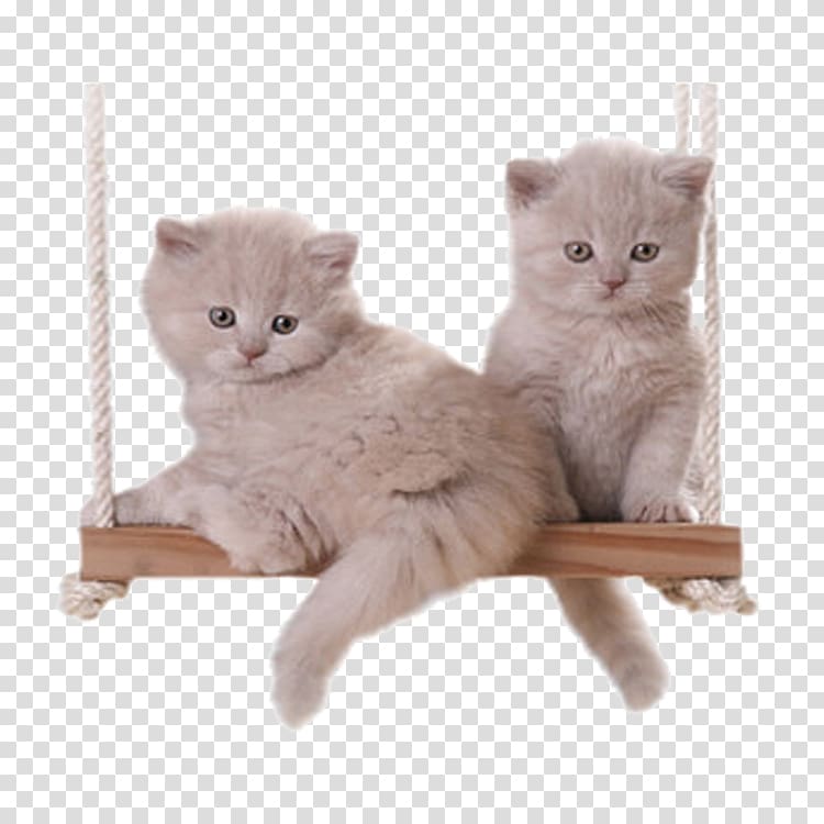 Cat Kitten, Swing cats transparent background PNG clipart