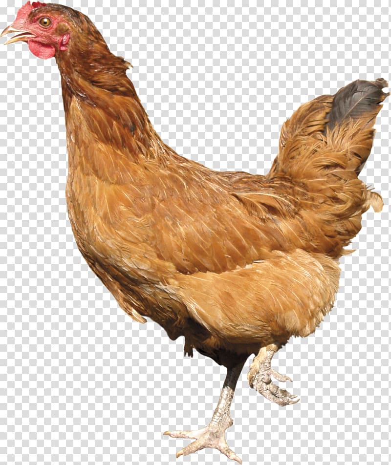 Leghorn chicken Plymouth Rock chicken Cornish chicken Kadaknath, chicken leg transparent background PNG clipart