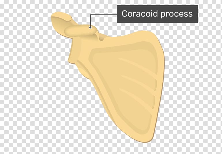 Coracoid process Glenoid cavity Scapula Acromion, others transparent background PNG clipart