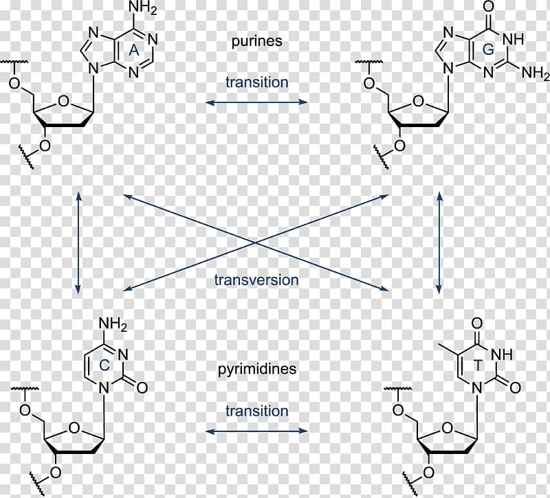 Pyrimidine Purine Transition Nucleotide Transversion, others transparent background PNG clipart
