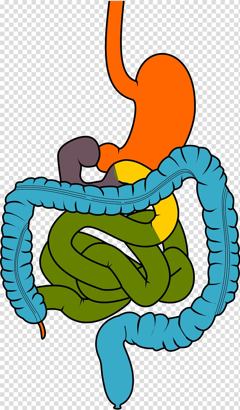 Gastrointestinal tract Small intestine Digestion , others transparent background PNG clipart