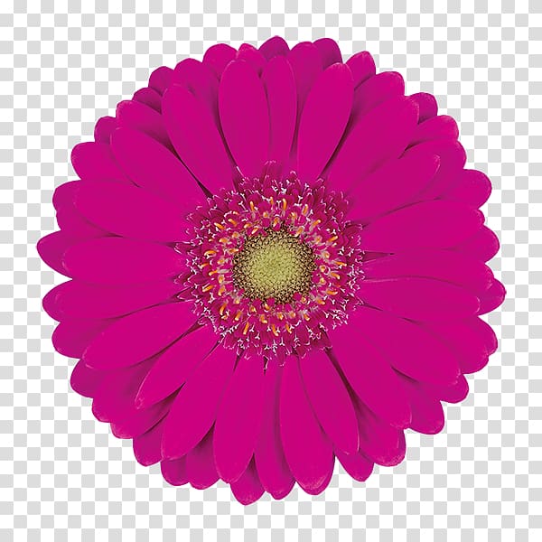 Car , Coral Pink Gerbera transparent background PNG clipart