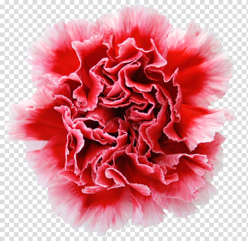 Carnation Garden roses Cut flowers Dianthus chinensis, red carnations transparent background PNG clipart