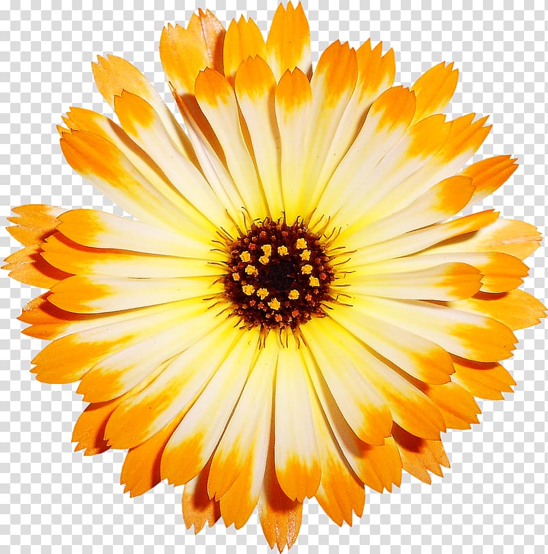 Chrysanthemum Transvaal daisy Cut flowers, Yellow chrysanthemum material transparent background PNG clipart