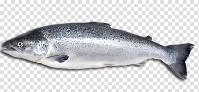 Atlantic salmon Fish Salmonids Food, eat fish transparent background PNG clipart
