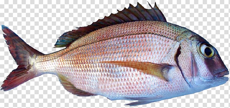 Red porgy Bluespotted seabream Pagrus major Common pandora Fish, cyprinus carpio transparent background PNG clipart