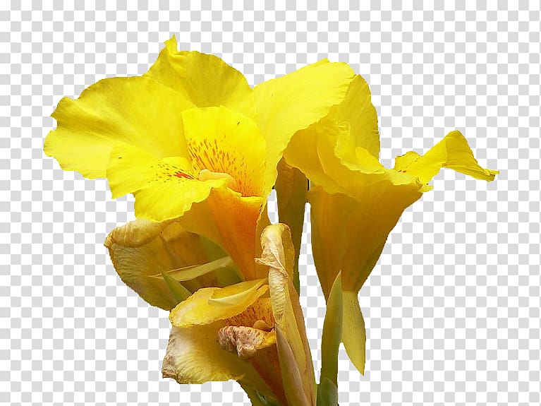 Canna Daffodil Cut flowers Daylily Lilium, Cannabis transparent background PNG clipart