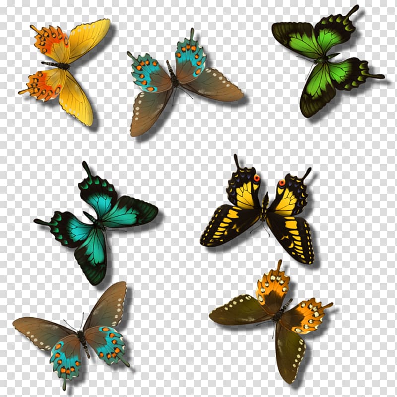 Butterfly Insect Pollinator Greta oto Arthropod, butterfly transparent background PNG clipart