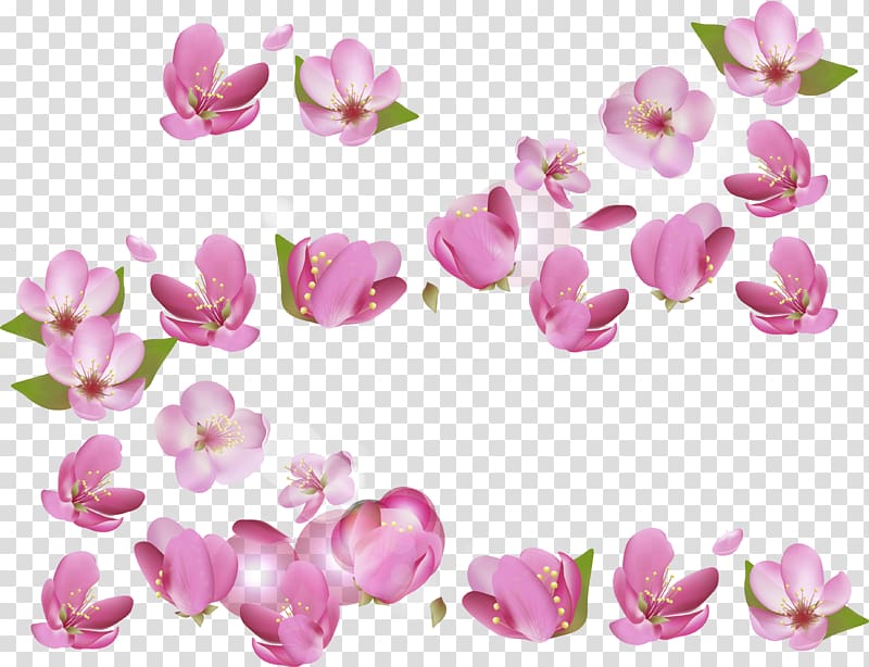 pink petaled flower lot , National Cherry Blossom Festival, Cherry blossoms transparent background PNG clipart