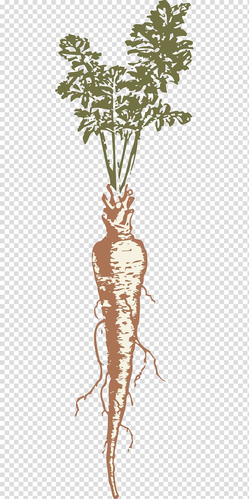 Parsnip Drawing , root transparent background PNG clipart