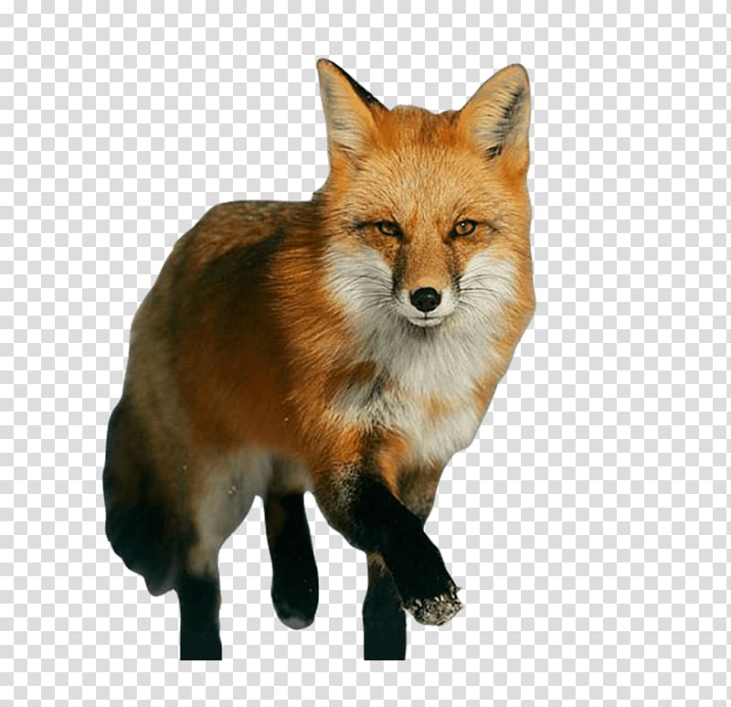 Portable Network Graphics Red fox Vulpini Drawing , fox cross stitch transparent background PNG clipart