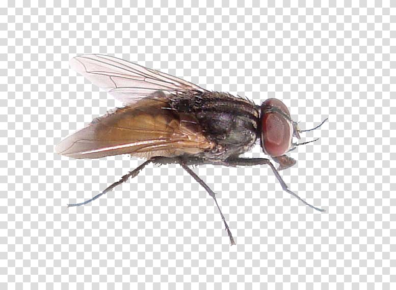 Insect Pollenia rudis Housefly Pest Control, fly transparent background PNG clipart