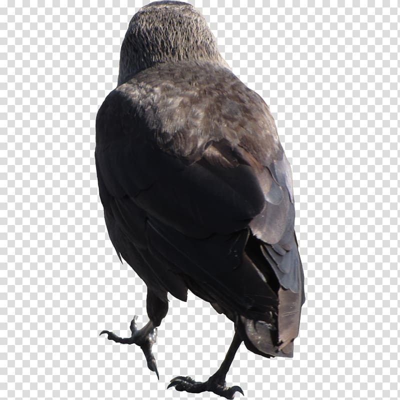 American crow New Caledonian crow Rook Bird Common raven, crow transparent background PNG clipart
