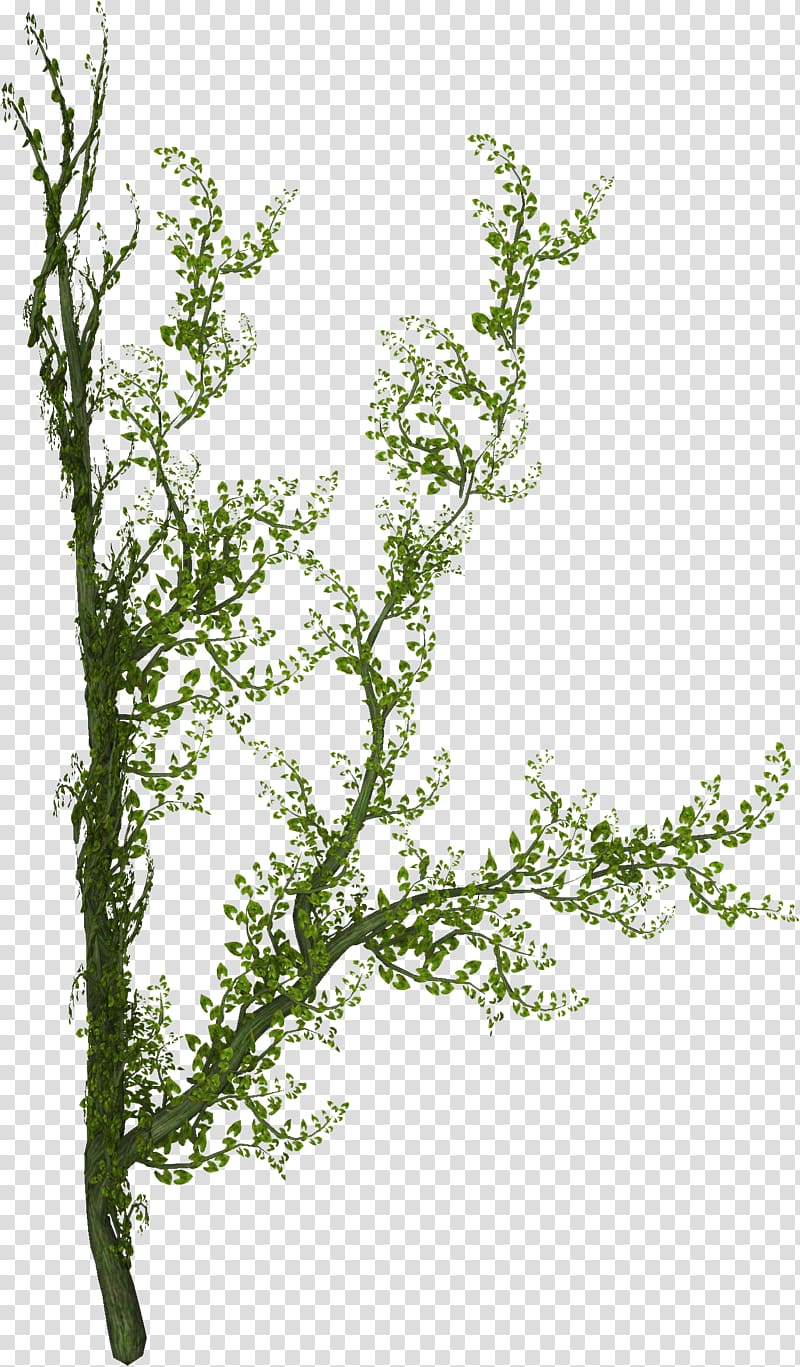 green leafed plant, Plant Tree Liana Vine, ivy transparent background PNG clipart