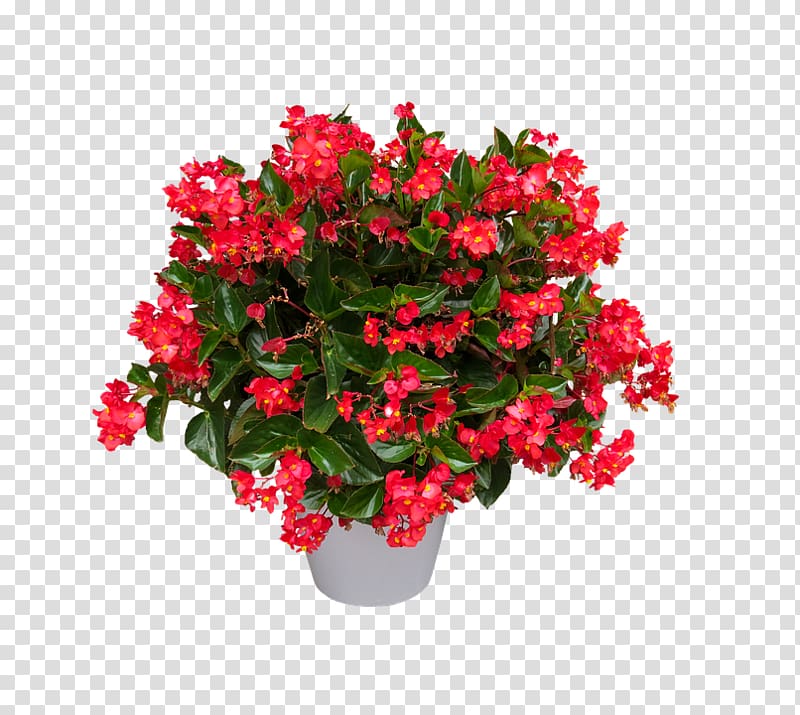 Plants Flower Painted-leaf begonia Houseplant, plants transparent background PNG clipart