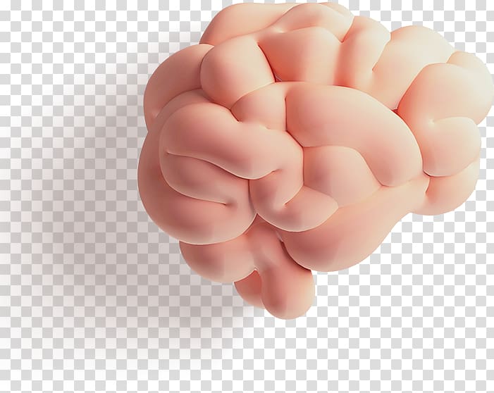 Brain Arithmetic Cerebrum Cerebral hemisphere Counting, Three-dimensional brain transparent background PNG clipart