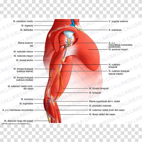 Arm Shoulder Muscle Elbow Anatomy, arm transparent background PNG clipart