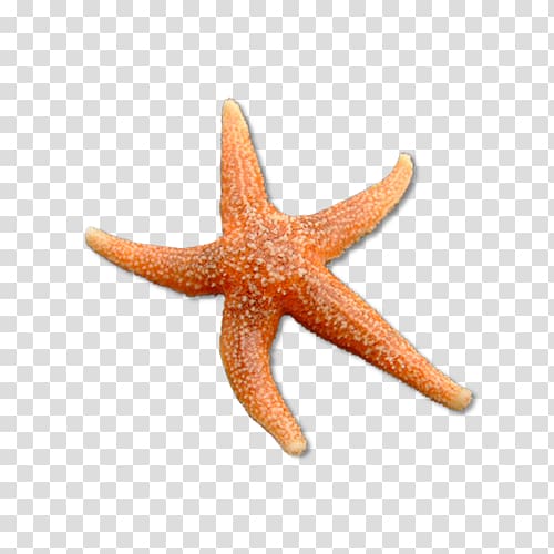 Common starfish Echinoderm Science, starfish transparent background PNG clipart