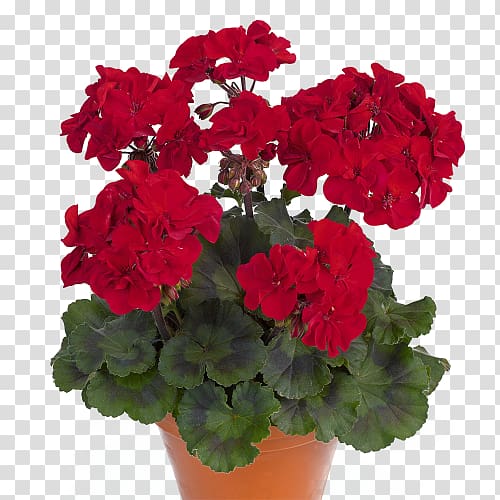 Pelargonium zonale Ivy geranium Crane's-bill Sweet scented geranium Garden geranium, others transparent background PNG clipart