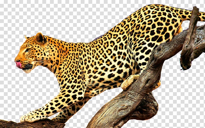 Leopard Jaguar Lion Felidae Cougar, leopard transparent background PNG clipart