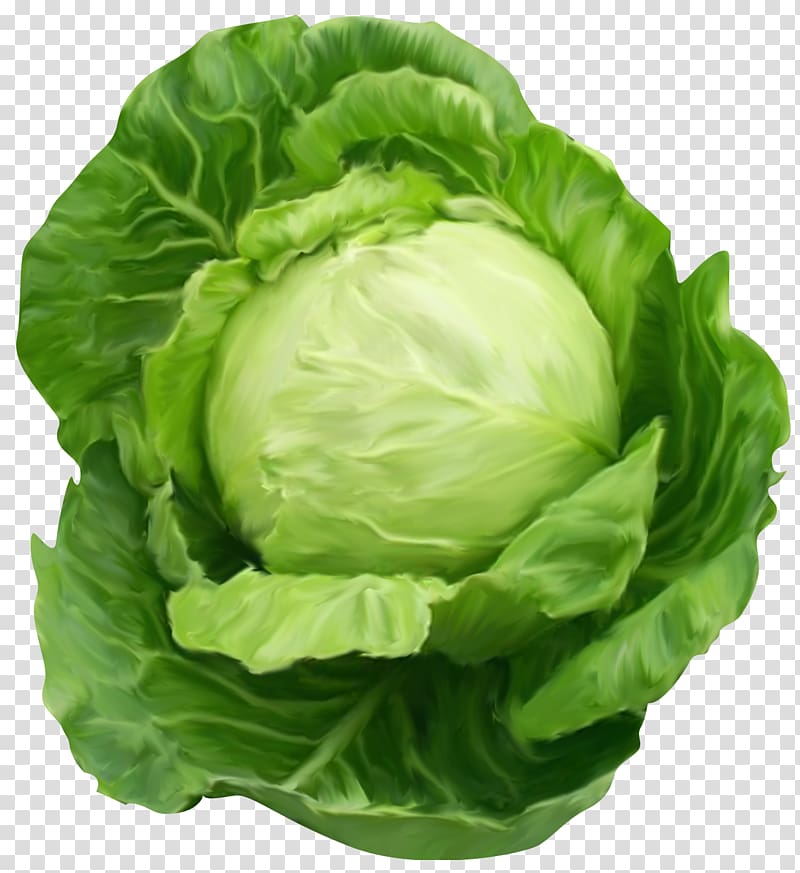 Cabbage stew Red cabbage Food, Cabbage transparent background PNG clipart