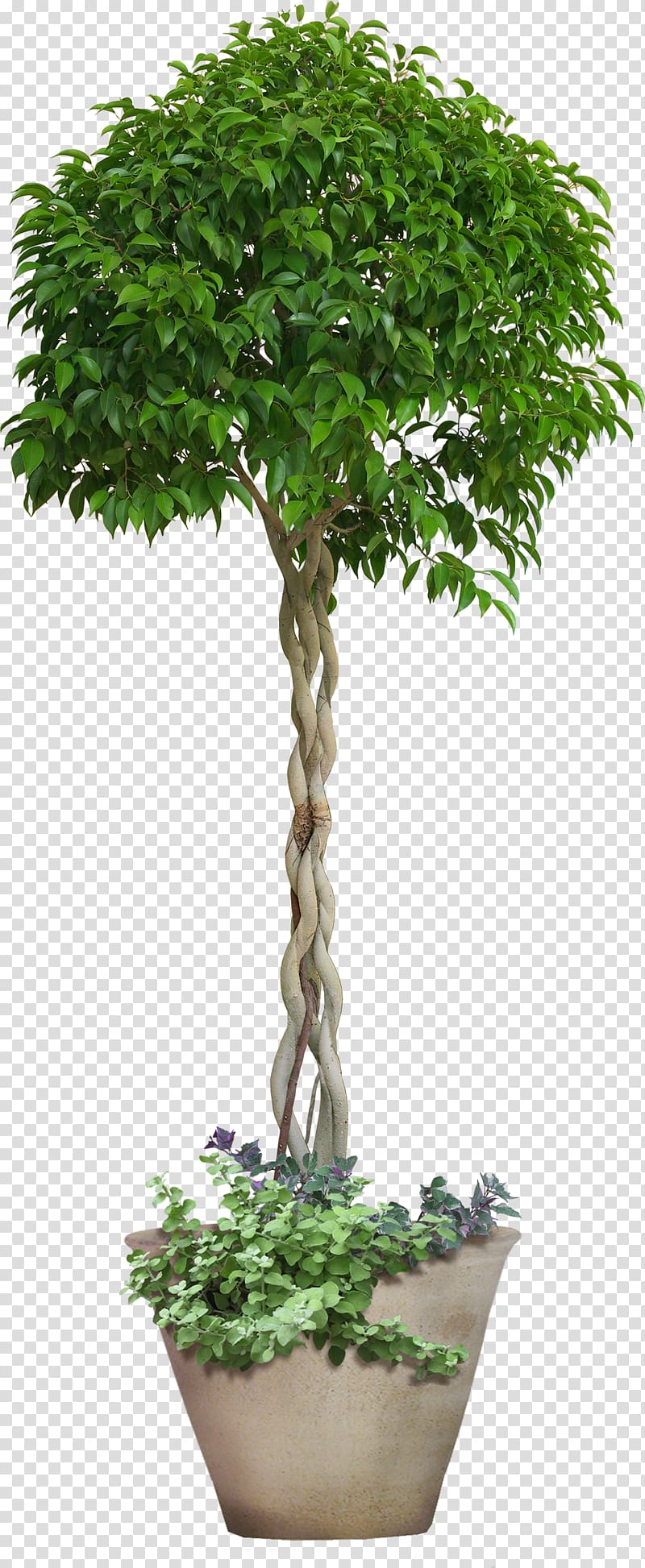 green Weeping fig plant and brown pot, Icon, Trees transparent background PNG clipart