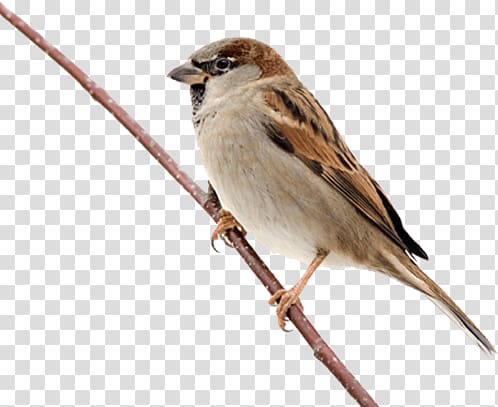gray and brown bird , Sparrow On Branch transparent background PNG clipart