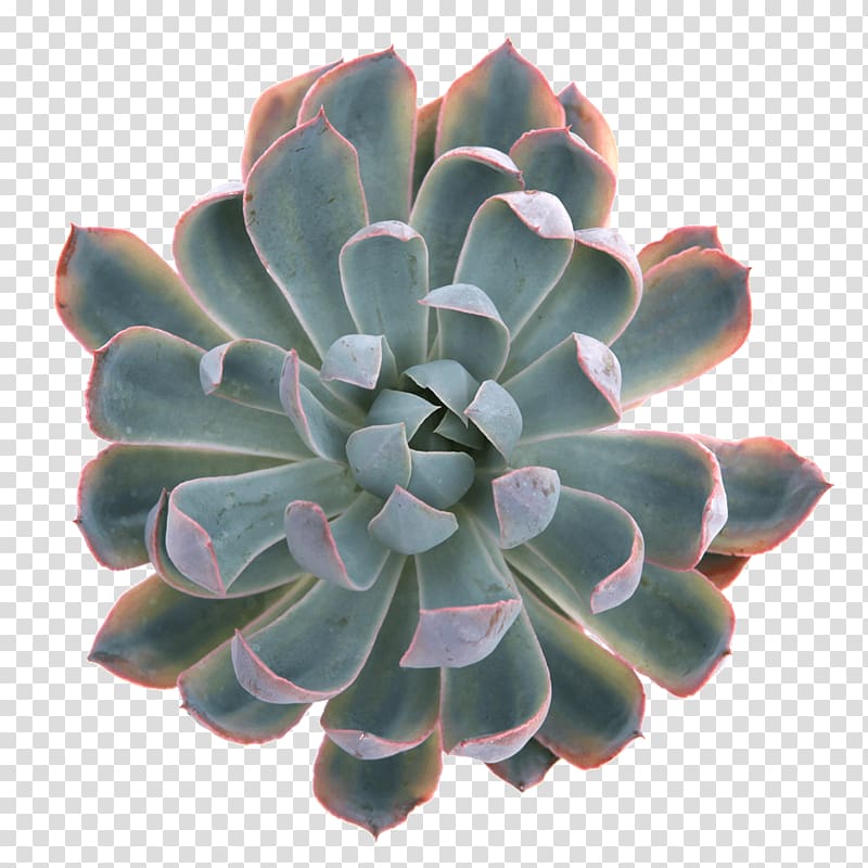 Heron Succulent plant Echeveria Variegation Blue, succulent transparent background PNG clipart