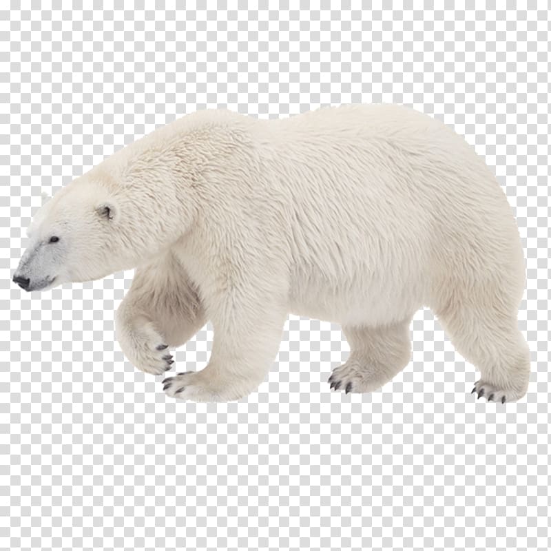 Polar bear , Polar Bear, Polar Bear, What Do You Hear? Kodiak bear Arctic Tiger, White polar bear transparent background PNG clipart