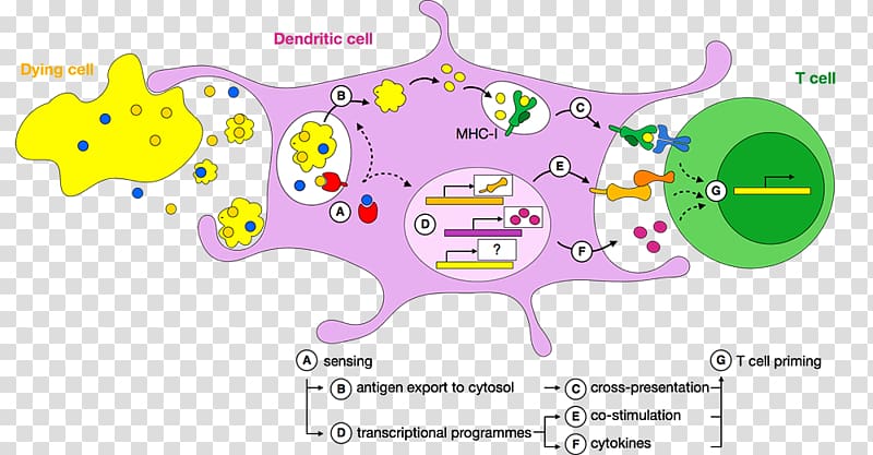 Dendritic cell Cross-presentation Priming T cell Antigen, Intracellular transparent background PNG clipart